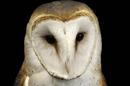 An American barn owl (Tyto alba pranticola) at the Raptor Recovery Center, Nebraska.