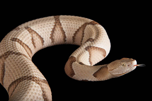 A Southern copperhead (Agkistrodon contortrix contortrix) at the Houston Zoo.