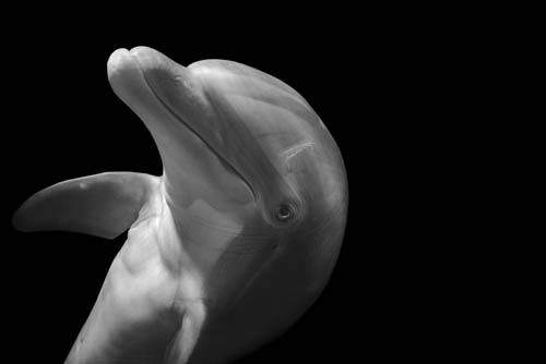 A bottlenose dolphin (Tursiops truncatus) at Loro Parque in Puerto de la Cruz, Tenerife, Spain.