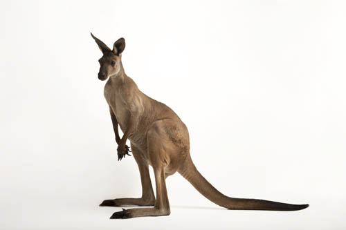 A Western grey kangaroo (Macropus fuliginosus melanops) at the Gladys Porter Zoo.