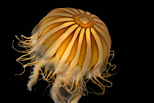 Japanese sea nettle (Chrysaora pacifica) at Aquarium of the Pacific in Long Beach, CA.