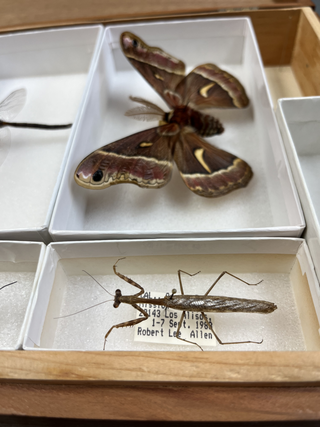 California Mantis Specimen