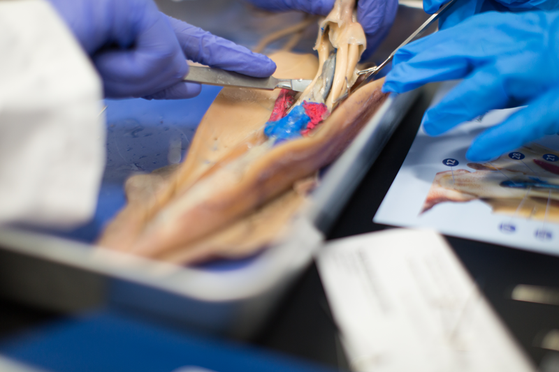 Close up of gloved hands dissecting squid